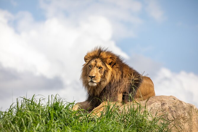 Sydney Zoo General Entry Admission Ticket - Key highlights at Sydney Zoo Bungarribee