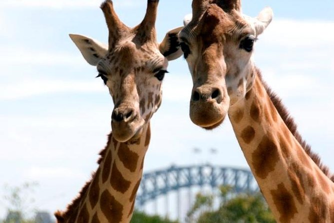 Taronga Zoo Entry & Return Ferry - Sydney Harbour - Taronga Zoo: 10 themed areas and a full zoo day