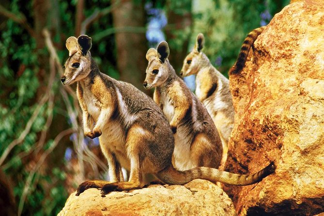 Taronga Zoo Entry & Sydney Harbour 2-Day Hop On Hop Off Cruise - Key highlights you should care about