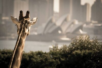 Taronga Zoo Entry & Sydney Harbour 2-Day Hop On Hop Off Cruise