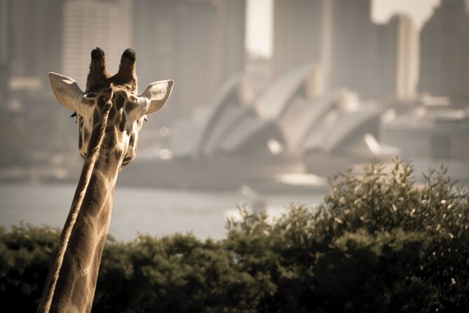 Taronga Zoo Entry & Sydney Harbour 2-Day Hop On Hop Off Cruise - Getting started at Circular Quay Wharf 6