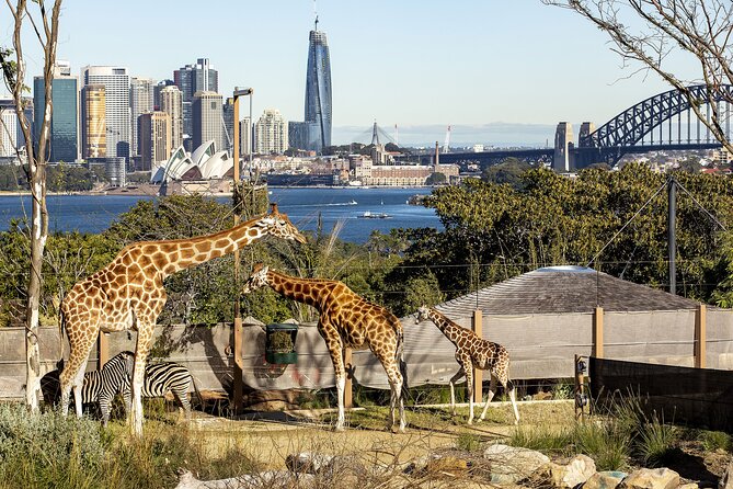 Taronga Zoo + Ferry Return Ticket - A Harbour Ferry Day With Taronga Zoo and Harbour Hopper Freedom
