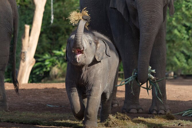 Taronga Zoo + Ferry Return Ticket - Booking Tips: How to Avoid the Most Common Friction Points