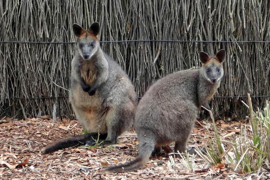 Taronga Zoo Sydney Wild Australia Experience - The Working Food-Preparation Kitchen Stop (Real Animal Care Stuff)
