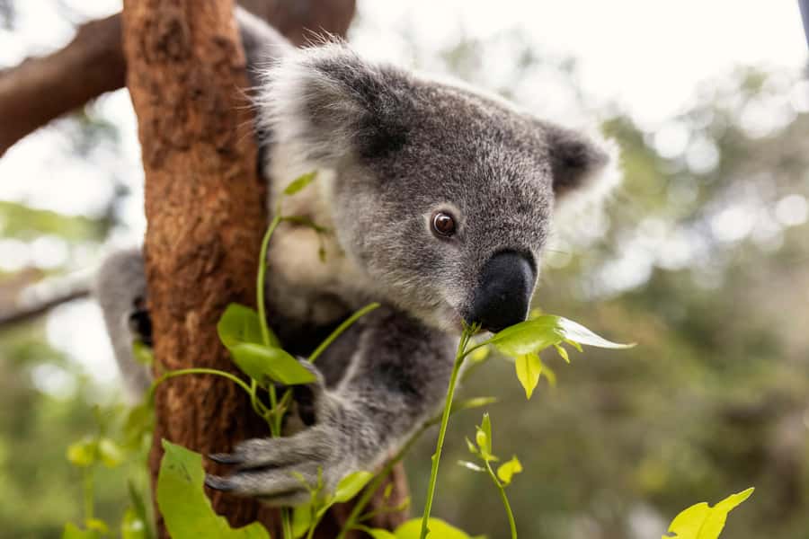 Taronga Zoo Sydney Wild Australia Experience - Small Group Size: Better Questions, Less Noise
