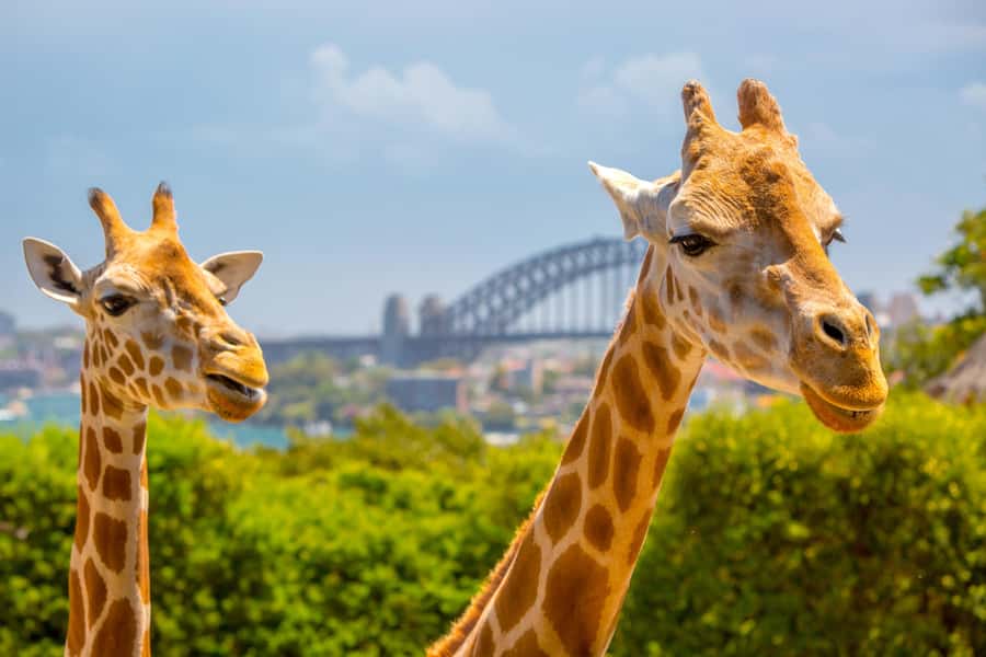 Taronga Zoo Sydney Wild Australia Experience - The 2-Hour Flow You Can Expect (and Why It Works)