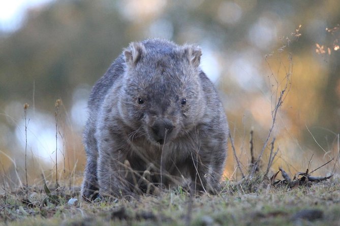 Ultimate Blue Mountains and Wildlife Tour - Leura lunch break: plan your own food, then get back outside