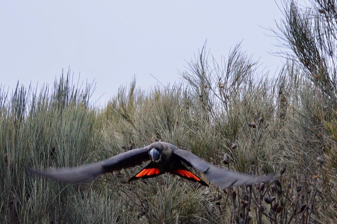 Ultimate Blue Mountains and Wildlife Tour - Food and comfort: what’s included, what to bring