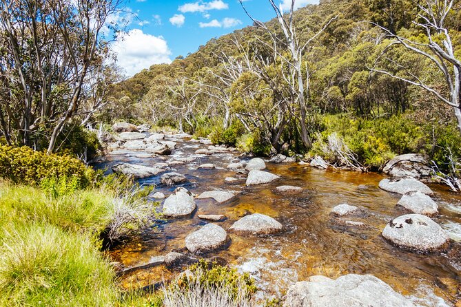 Ultimate Blue Mountains and Wildlife Tour - Price and value check: is $413 worth it?