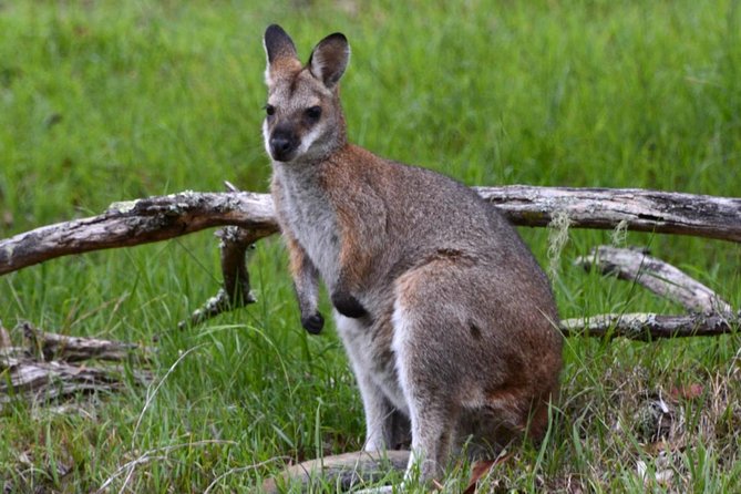Ultimate Blue Mountains and Wildlife Tour - Who this tour fits best (and who should reconsider)