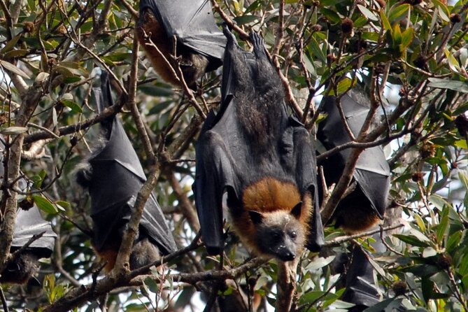 Walking with Sydney Flying Foxes (Fruit Bats) - Key things to know before you go