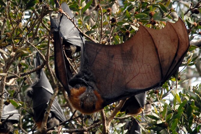 Walking with Sydney Flying Foxes (Fruit Bats) - Why fruit bat walks in Sydney feel different