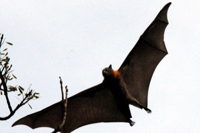 Walking with Sydney Flying Foxes (Fruit Bats) - The education piece: why fruit bats matter