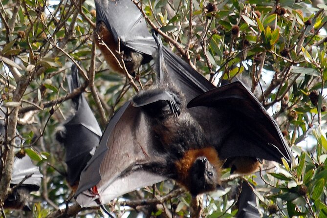 Walking with Sydney Flying Foxes (Fruit Bats) - Rules and requirements you should know upfront