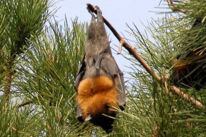 Walking with Sydney Flying Foxes (Fruit Bats) - 10:00 am start, pickup, and getting to the colony