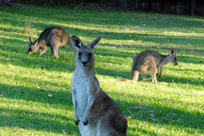 Walking with Wild Kangaroos Private Half-Day Trip from Sydney - Why this Sydney kangaroo walk feels different than a basic wildlife drive