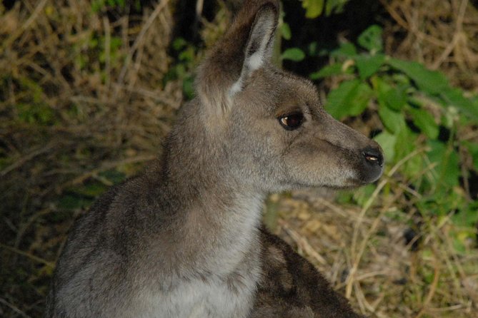 Walking with Wild Kangaroos Private Half-Day Trip from Sydney - Outer Sydney or the Blue Mountains, and why the guide picks the right “hunger times”