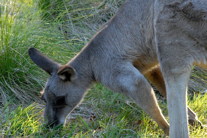 Walking with Wild Kangaroos Private Half-Day Trip from Sydney - The birdlife bonus: kookaburras and rainbow lorikeets in real habitat