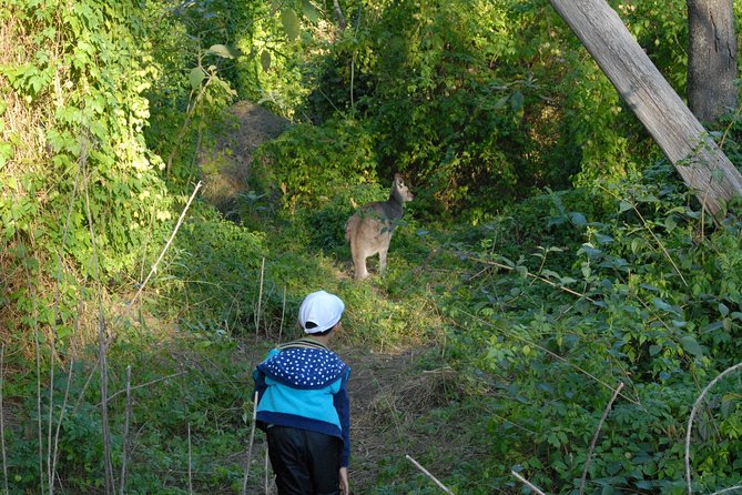 Walking with Wild Kangaroos Private Half-Day Trip from Sydney - Where you can end up: optional North Sydney or Parramatta