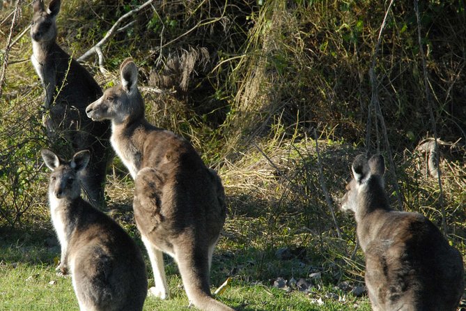 Walking with Wild Kangaroos Private Half-Day Trip from Sydney - What Stop 1 in New South Wales really means for your wildlife viewing