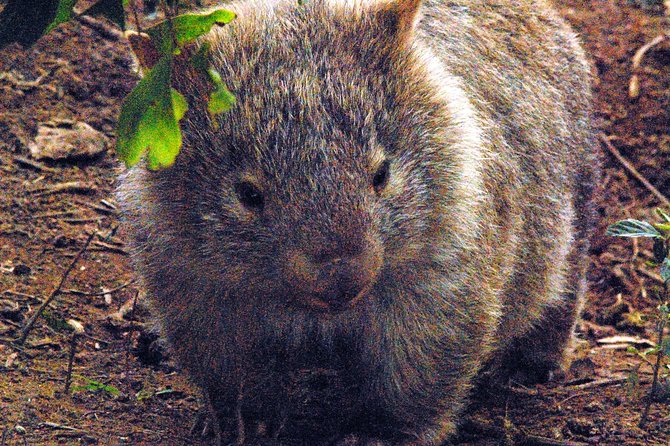 Walking with Wild Wombats Private Day Trip from Sydney - Key Points to Know Before You Go