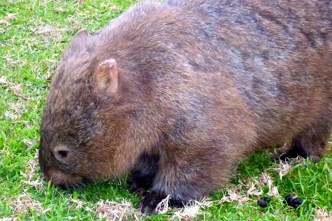 Walking with Wild Wombats Private Day Trip from Sydney - Why This Sydney Wombat Day Trip Feels Different