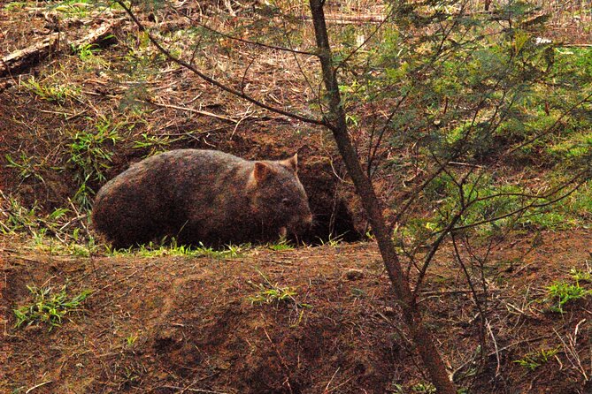 Walking with Wild Wombats Private Day Trip from Sydney - Entering the NSW Rain Forest at Stop 1 (1 hour 15 minutes)
