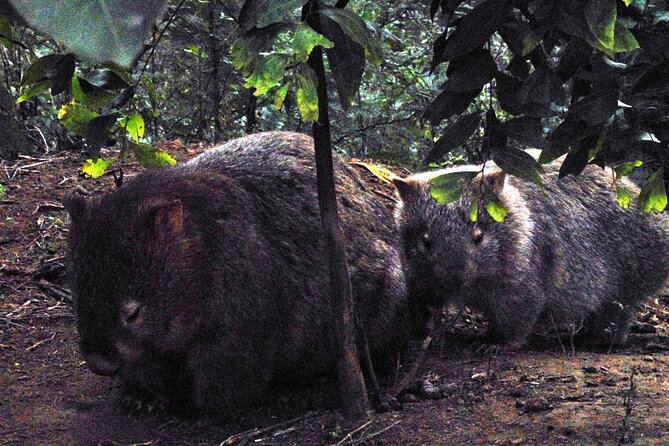 Walking with Wild Wombats Private Day Trip from Sydney - Private Pickup, Long Day Comfort, and What It Means for Your Schedule