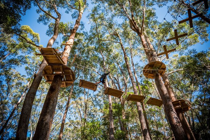 Western Sydney Tree Ropes Course - Key Highlights You Should Know Before You Go