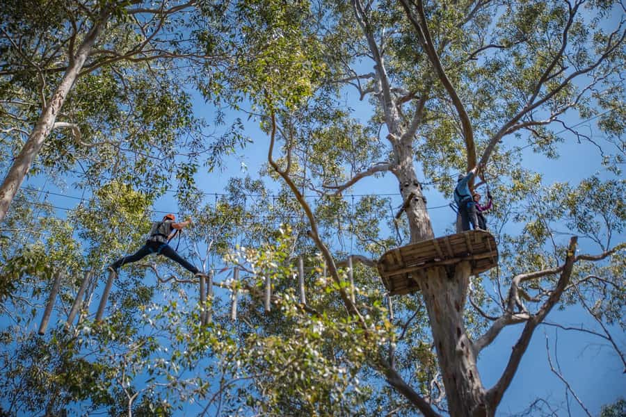 Western Sydney: Tree Ropes Courses - Key highlights worth knowing before you go
