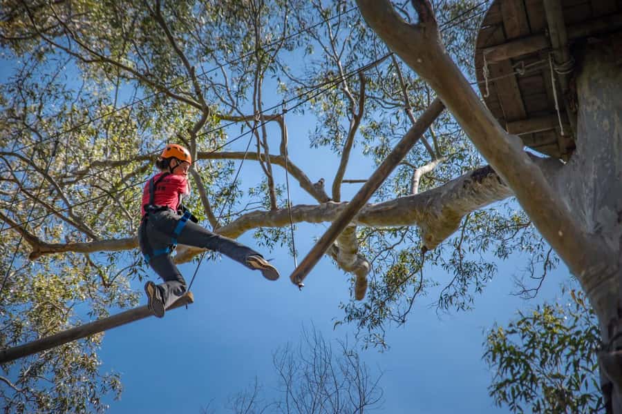 Western Sydney: Tree Ropes Courses - Safety Gear and Instructor Guidance Before You Climb
