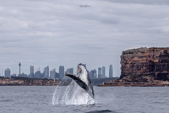 Whale Watching Boat Trip in Sydney - Key things I’d pay attention to