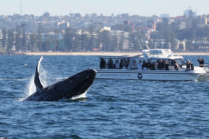 Whale Watching Boat Trip in Sydney - The city cruise: Harbour Bridge and Opera House views in the first stretch