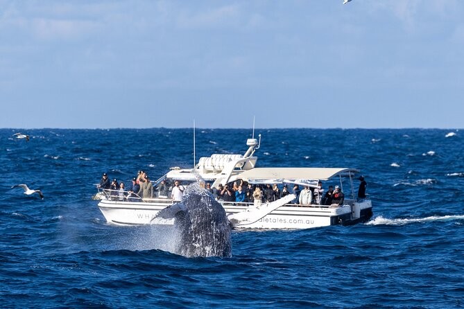 Whale Watching Boat Trip in Sydney - The main event: respectful, close viewing from a small vessel