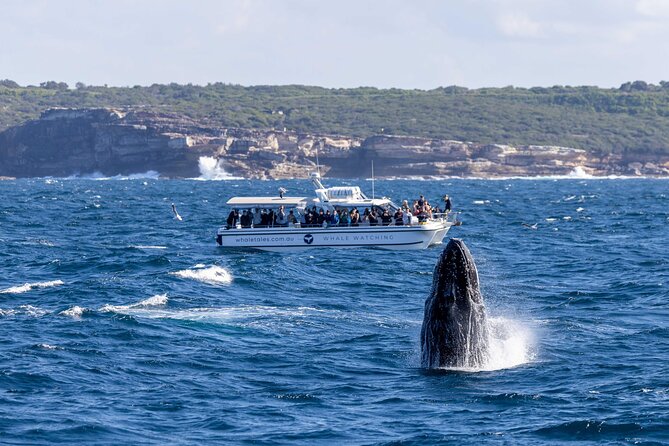 Whale Watching Boat Trip in Sydney - What the crew does best: stories, spotting tips, and onboard care