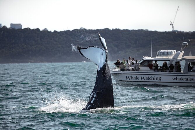 Whale Watching Boat Trip in Sydney - Photos you can actually keep: getting a memento without extra effort