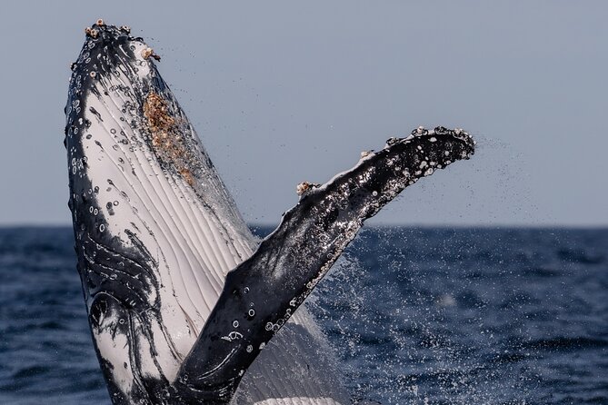 Whale Watching Boat Trip in Sydney - Comfort on the water: rain gear, hats, and a simple seasickness plan