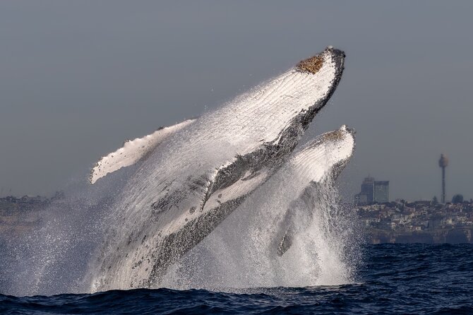 Whale Watching Boat Trip in Sydney - Price and value at around $99.70 per person