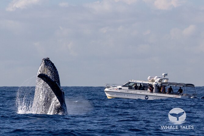 Whale Watching Boat Trip in Sydney - Out past the Heads: where the humpback search actually happens