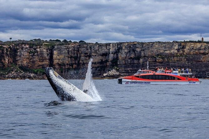 Whale Watching & Hop On Hop Off Sydney Harbour Explorer Cruise - Getting on at Circular Quay Wharf 6 at 9:30 am