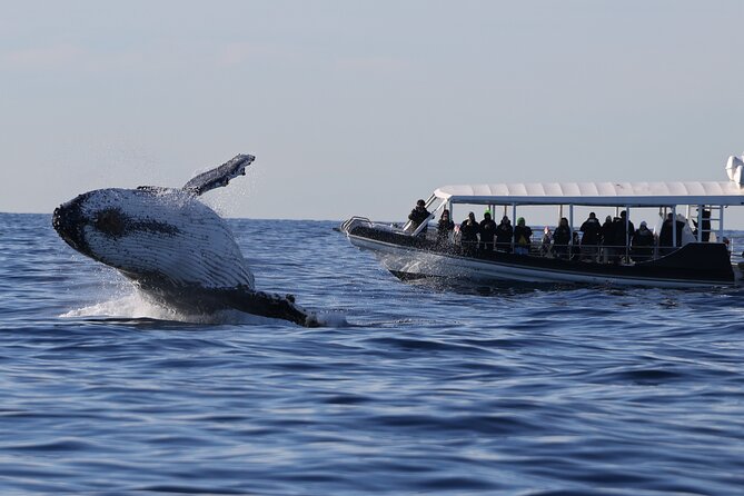 Whale Watching on Speed Boat with canopy from Sydney Harbour - Key highlights to plan for