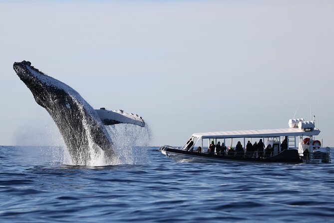 Whale Watching on Speed Boat with canopy from Sydney Harbour - Your cruise route: Bridge, Opera House, then out to Ocean Extreme