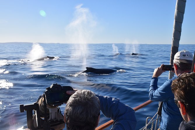 Whale Watching Sailing Experience in Sydney - Key things to know before you go
