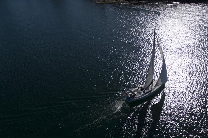 Whale Watching Sailing Experience in Sydney - Whale sightings: humpbacks, pods, and what to expect in real life