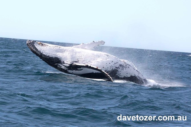 Whale Watching Sailing Experience in Sydney - The crew style that makes or breaks the day
