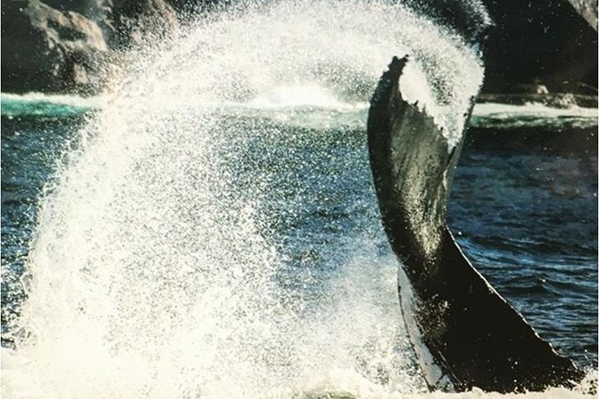 Whale Watching Sailing Experience in Sydney - Comfort and motion tips for a 3-hour sailing trip