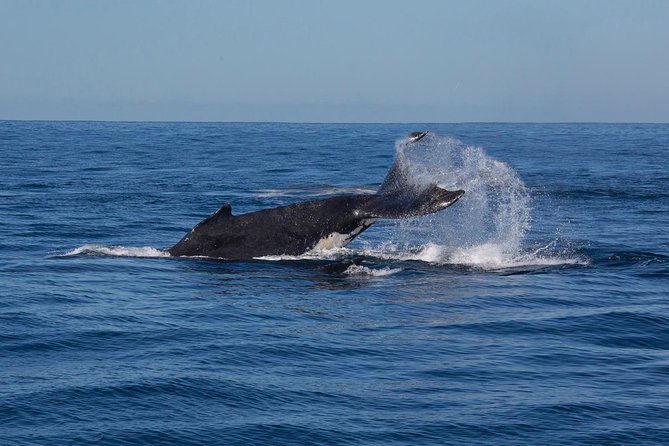 Whale Watching Sailing Experience in Sydney - Price and value: what $71 buys you in Sydney