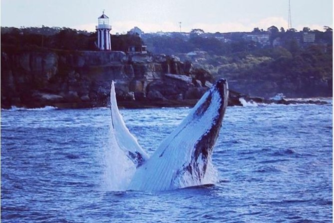 Whale Watching Sailing Experience in Sydney - Out past Port Jackson, this is where the focus shifts
