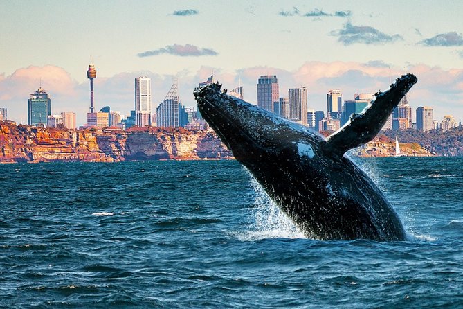 Whales of Sydney Sea Safari - Key things to know before you go