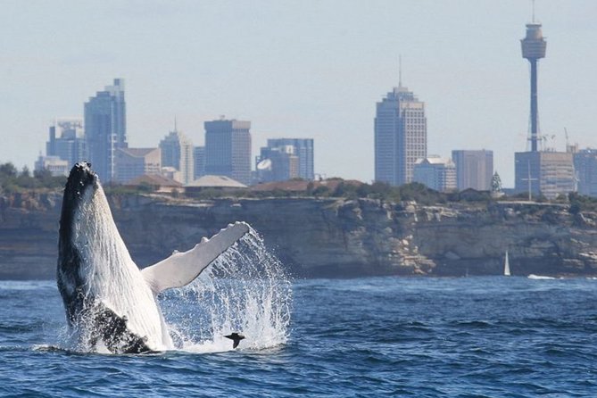 Whales of Sydney Sea Safari - A 600 hp Sydney Harbour whale safari, not a slow sightseeing cruise